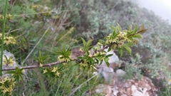 Rhamnus saxatilis
