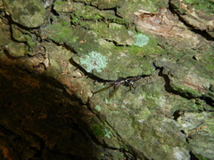 Thynnoidea