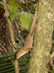 Anolis gundlachi