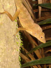 Anolis gundlachi