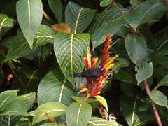 Sanchezia parvibracteata