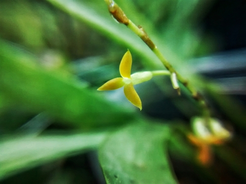 Stelis emarginata, photograph 4