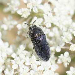 Acmaeoderella villosula