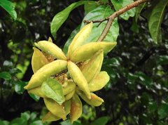 Sterculia lanceolata
