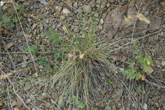 Helictotrichon desertorum