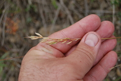 Helictotrichon desertorum