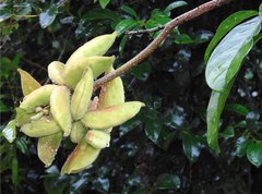 Sterculia lanceolata