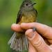 Ochre-bellied Flycatcher - Photo (c) Carol Foil, some rights reserved (CC BY-NC-ND)