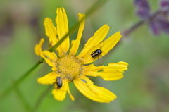 Cryptocephalus vittatus