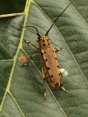 Saperda ocelota