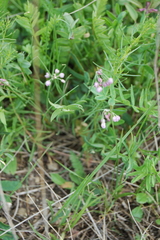 Allium vodopjanovae
