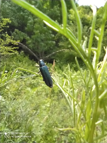 Agapanthia osmanlis