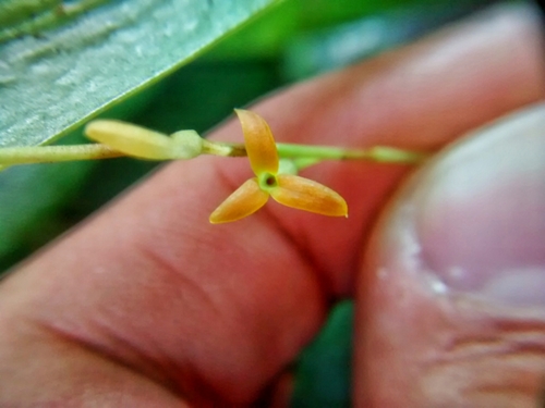 Stelis emarginata, photograph 5