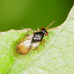Eulophinae
