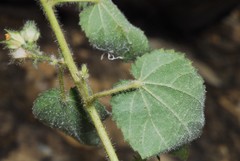 Sida urens