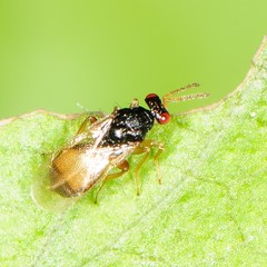 Eulophinae