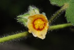 Sida urens