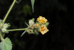 Sida urens