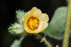 Sida urens