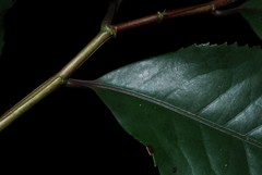 Aphloia theiformis