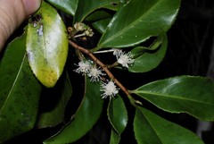 Aphloia theiformis