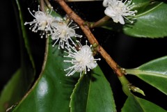 Aphloia theiformis