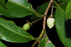 Aphloia theiformis