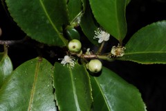 Aphloia theiformis
