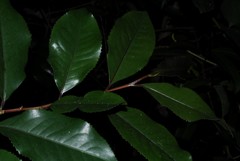 Aphloia theiformis