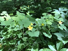 Oxalis illinoensis