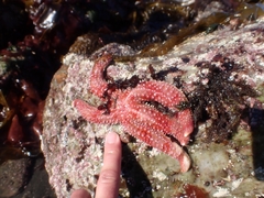 Orthasterias koehleri