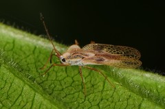 Gargaphia tiliae