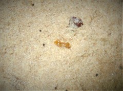 Crematogaster minutissima