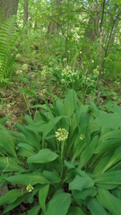 Allium microdictyon