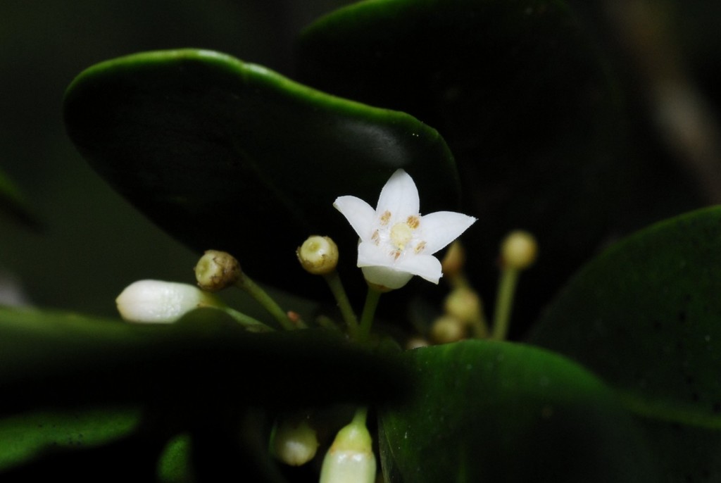 Peponidium humbertianum