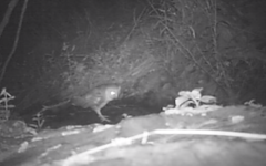 Tyto alba delicatula