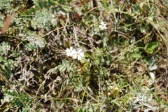 Silene linnaeana