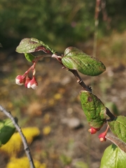 Cotoneaster niger