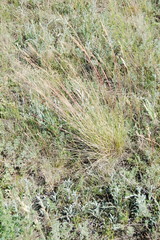 Helictotrichon desertorum