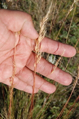 Helictotrichon desertorum
