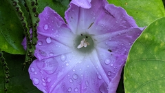 Ipomoea indica