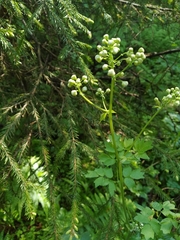 Thalictrum aquilegiifolium