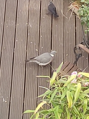 Columba palumbus