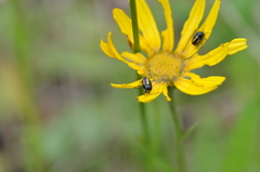 Cryptocephalus vittatus