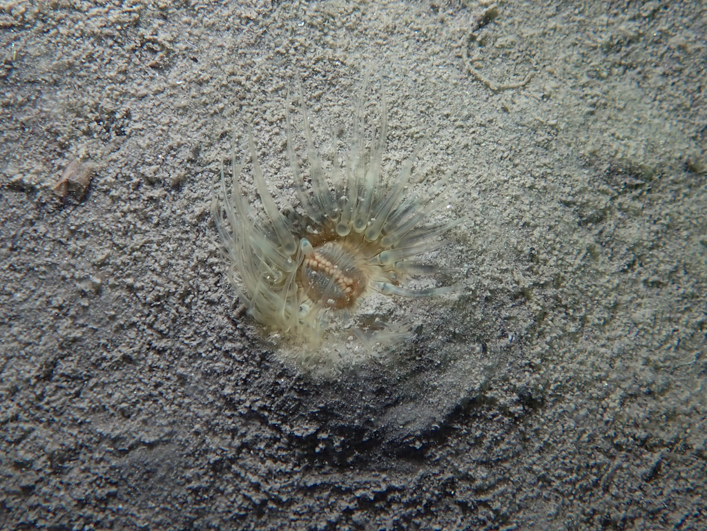 small snakelocks anemone