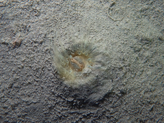 Sagartiogeton undatus