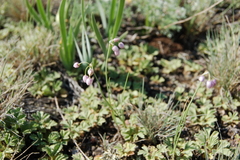 Allium vodopjanovae