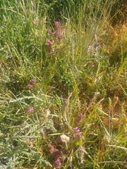 Castilleja ambigua humboldtiensis