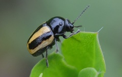 Cryptocephalus vittatus