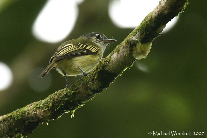 Yellow-margined Flatbill (Tolmomyias assimilis) photo